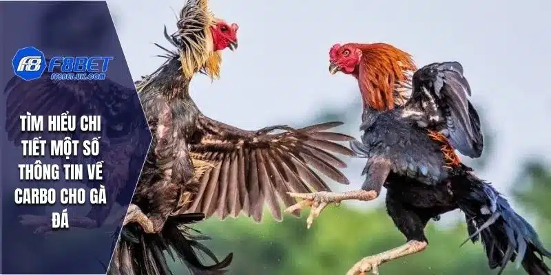 Tìm hiểu chi tiết một số thông tin về Carbo cho gà đá