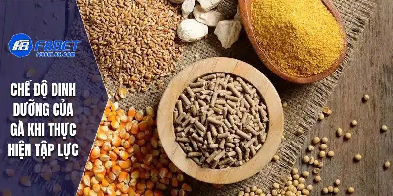 Chế độ dinh dưỡng của gà khi thực hiện tập lực