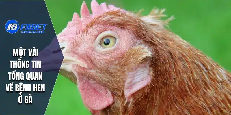 Một vài thông tin tổng quan về bệnh hen ở gà