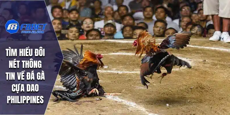Tìm hiểu đôi nét thông tin về đá gà cựa dao Philippines