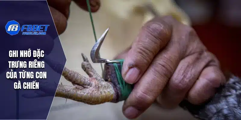 Ghi nhớ đặc trưng riêng của từng con gà chiến
