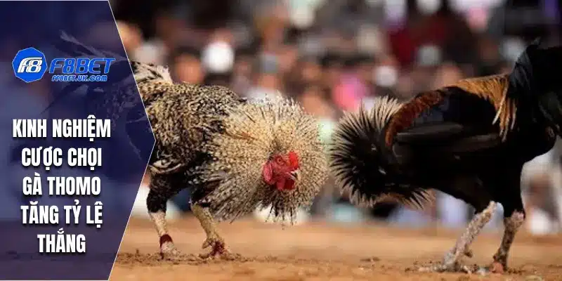 Kinh nghiệm cược chọi gà Thomo tăng tỷ lệ thắng