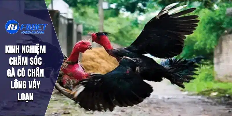 Kinh nghiệm chăm sóc gà có chân lông vảy loạn