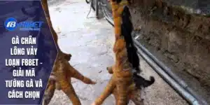 Gà Chân Lông Vảy Loạn