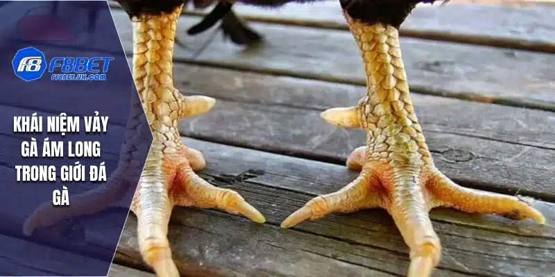 Khái niệm vảy gà ám long trong giới đá gà