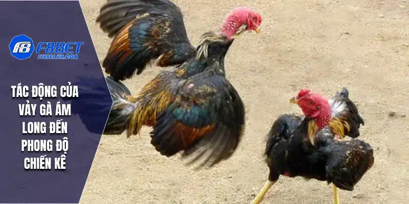 Tác động của vảy gà ám long đến phong độ chiến kê