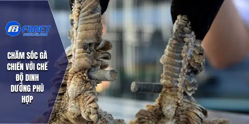 Chăm sóc gà chiến với chế độ dinh dưỡng phù hợp
