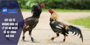 Vảy Gà Tứ Hoành Khai